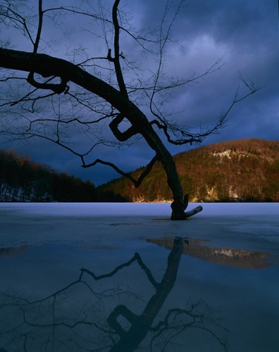 Oma's Tree, Upland Pond, Sussex County, NJ (MF)-1.jpg